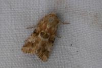 Eremobia ochroleuca