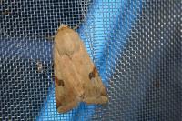 Heliothis peltigera