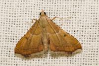Endotricha flammealis