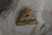 Heliothis viriplaca