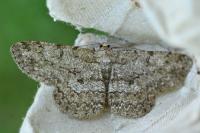 Hypomecis punctinalis