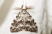 Lymantria monacha