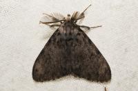 Lymantria monacha
