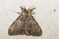 Lymantria monacha