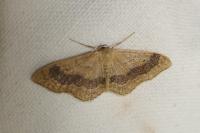 Idaea aversata