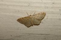 Idaea fuscovenosa