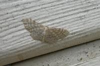 Idaea fuscovenosa