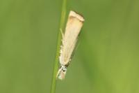 Chrysoteuchia culmella