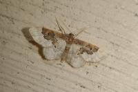 Idaea rusticata