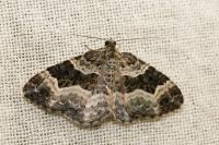 Epirrhoe alternata