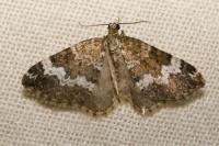 Perizoma alchemillata