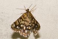 Chiasmia clathrata