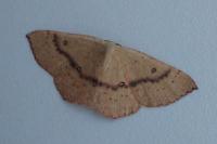 Cyclophora puppillaria