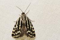 Emmelia trabealis