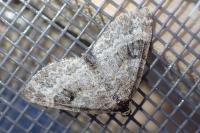 Pterapherapteryx sexalata