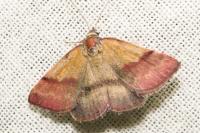 Phytometra viridaria