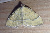 Camptogramma bilineata