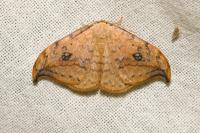 Drepana falcataria