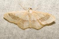 Idaea aversata