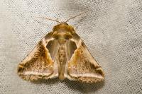 Habrosyne pyritoides