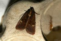 Mesapamea secalella/secalis