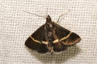 Pyrausta cingulata