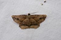 Menophra abruptaria