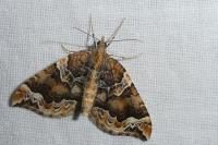 Eulithis prunata