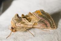 Euchalcia variabilis