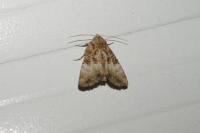 Mesoligia furuncula