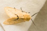 Spilarctia lutea