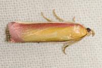 Oncocera semirubella