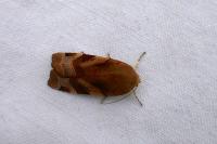 Noctua fimbriata/tirrenica