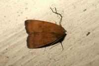 Noctua interjecta