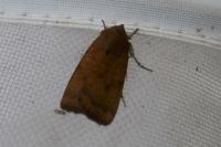 Noctua interjecta