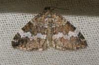 Perizoma alchemillata