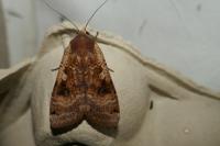 Noctua pronuba