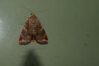 Noctua janthe/janthina