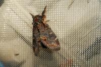 Notodonta dromedarius