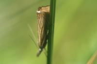 Chrysoteuchia culmella