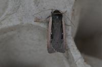 Ochropleura leucogaster
