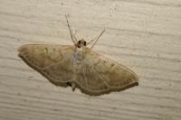 Patania ruralis