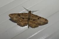 Peribatodes rhomboidaria rhomboidaria