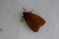Phragmatobia fuliginosa