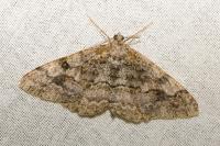 Alcis repandata