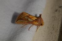 Plusia festucae