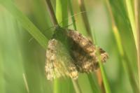 Euclidia glyphica