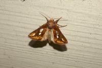 Plusia festucae