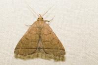 Herminia