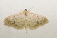 Patania ruralis